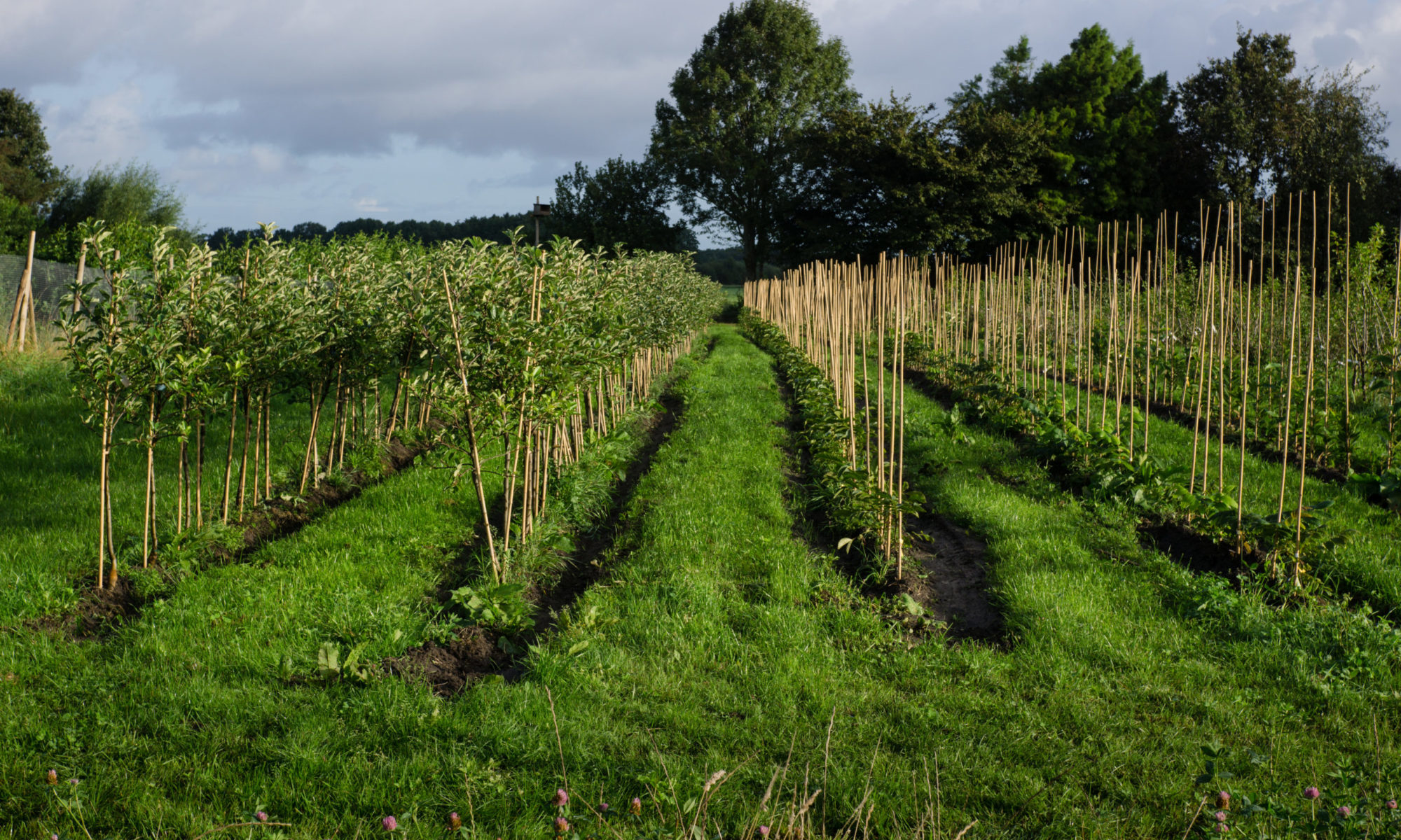 Snoeidemonstratie en -workshop